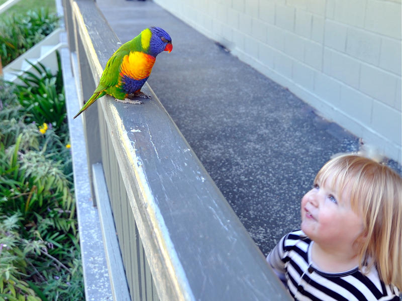 bird and wildlife watching at depot beach, Rainbow Lorikeet meets Annie